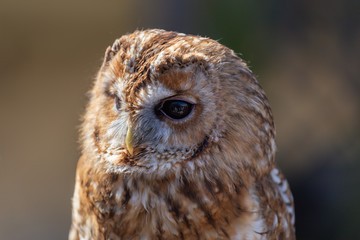 Tawny Owl