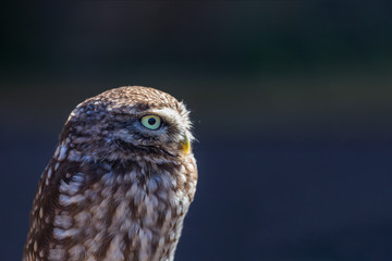 Little Owl