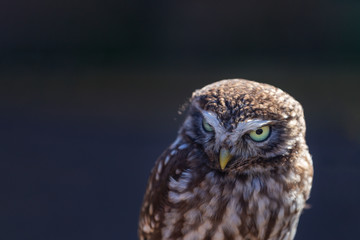 Little Owl