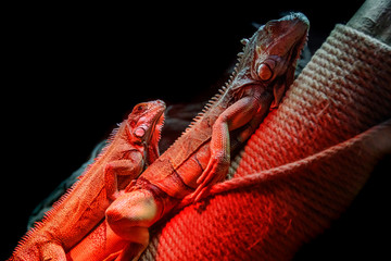 beautiful iguana lizard