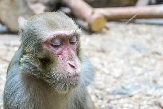 Photo monkey at the zoo. Monkey face close-up.