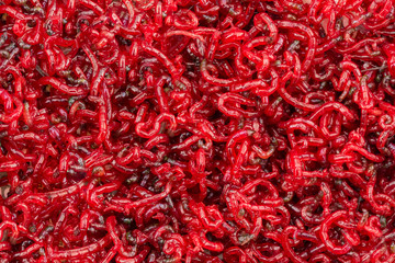 Bloodworm. Feed for fish. A close-up photograph.
