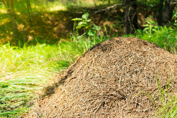 Anthill in the forest. Large colony of ants