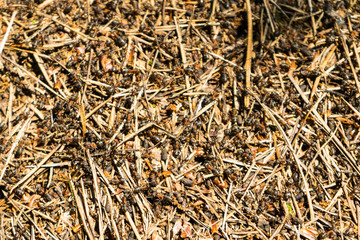 Anthill in the forest. Large colony of ants