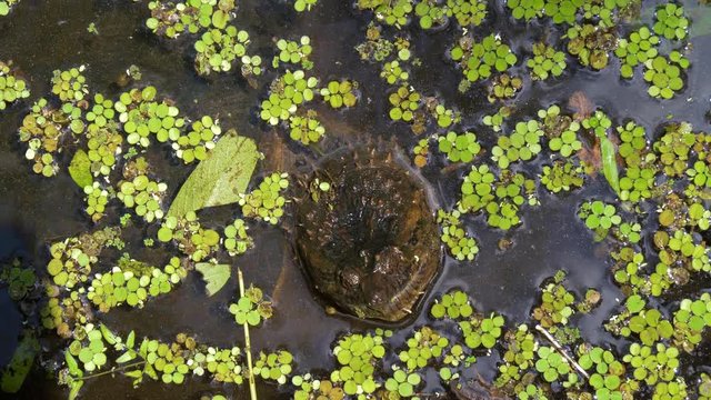 Snapping Turtle in swamp of Florida jungle. Snapping Turtle (Chelydra serpentina) monstrous head rising from water closeup. Florida, USA. Close up of a Snapping Turtle poking its head out of water.
