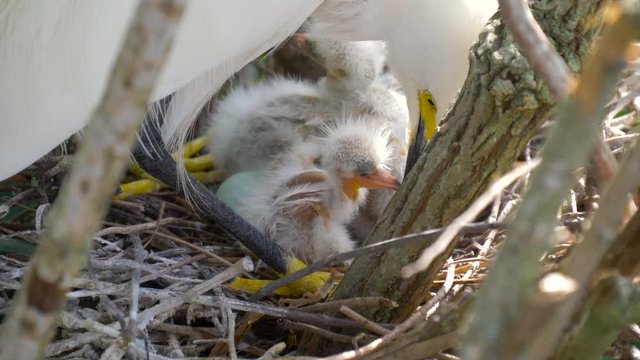 Great Egret nest with young chicks. Mother great white egret standing watch over the chick in their nest. Slow motion 4k resolution.