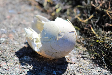 Closeup of a broken egg on the ground