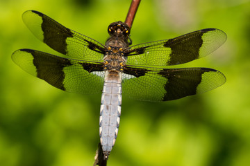 Common Whitetail