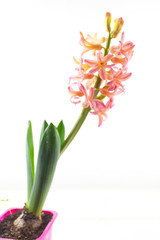 beautiful white flower hyacinth on  White background