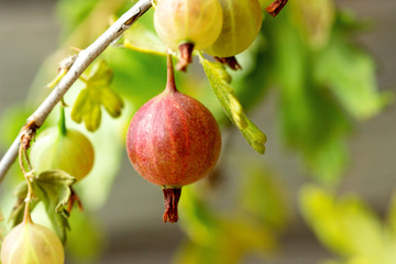 Fresh green gooseberries on a branch under the leaves.