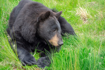 Fototapeta premium Black bear 2