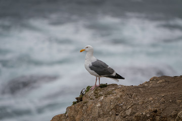 Seagull on rock at Mori Point, CA, Pacific Ocean.