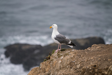 Seagull on rock at Mori Point, CA, Pacific Ocean.