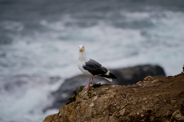 Seagull on rock at Mori Point, CA, Pacific Ocean.
