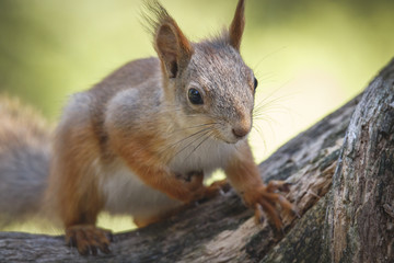 Naklejka na ściany i meble Red Squirrel (Sciurus vulgaris) on tree