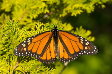 Monarch Butterfly