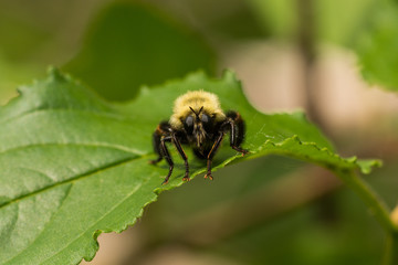 Robberfly, Laphria thoracica