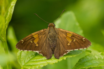Silver-spotted Skipper
