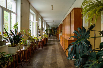 A long corridor with wooden floors, windows and flowers in an old building.