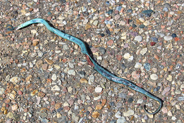 A dead garter snake on the road