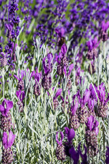 group of lavender stalks