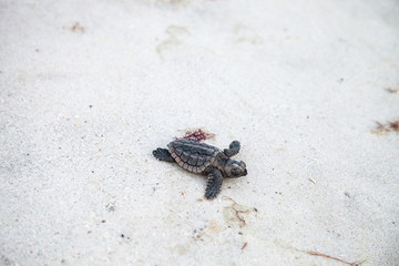 Uitgekomen baby onechte zeeschildpadden Caretta caretta klimmen uit hun nest