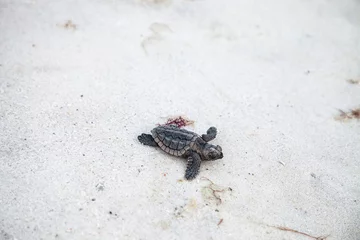 Zelfklevend Fotobehang Schildpad Uitgekomen baby onechte zeeschildpadden Caretta caretta klimmen uit hun nest