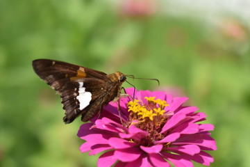 butterfly on pink zinnia