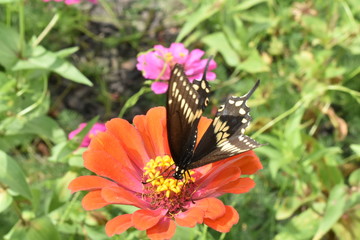 swallowtail flower on orange zinnia