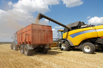 Combine harvester load wheat in the truck at the time of harvest in a sunny summer day