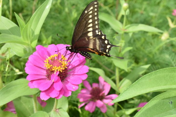 swallowtail butterfly on pink Zinnia flower