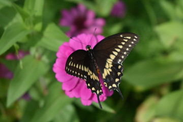 swallowtail butterfly on pink Zinnia flower