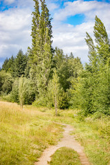 Fototapeta na wymiar path leading to forest edge
