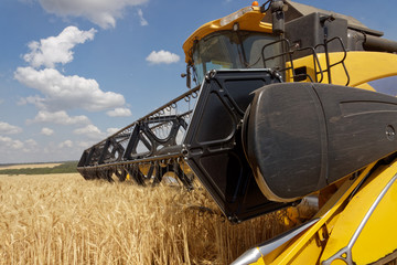 Combine harvests wheat on a field in sunny summer day