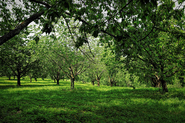 Landscape around Sasbachwalden in the Black Forest in spring 2018, Germany