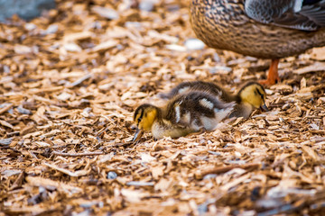 adult and baby duck on wood chips