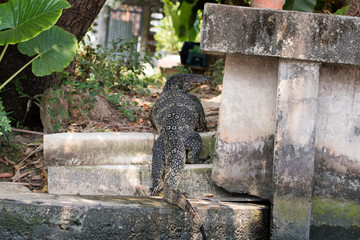 varan dans un canal de bangkok thailand