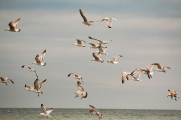 mouettes en plein vol à cabourg