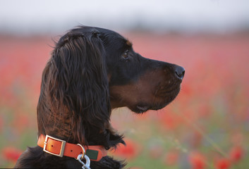 Jagdhund jagend am Mohnfeld