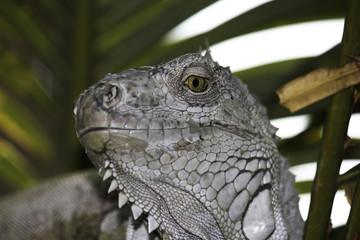 White Scaled Green Eyed Iguana Close-up 