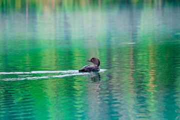 A common loon swims in reflective water
