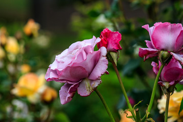 romantic pink rose