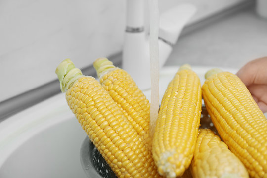 Washing corn ears in kitchen sink, closeup