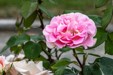 a single bright pink rose