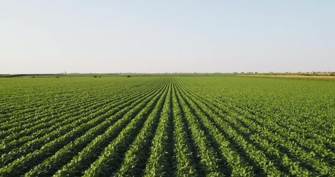 Aerial shot of green soybean field at agricultural farm.
