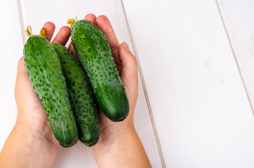 Fresh green cucumbers in children's hands