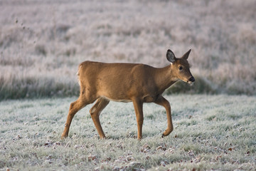 A young deer wonders through the grass wet from dew in the early morning