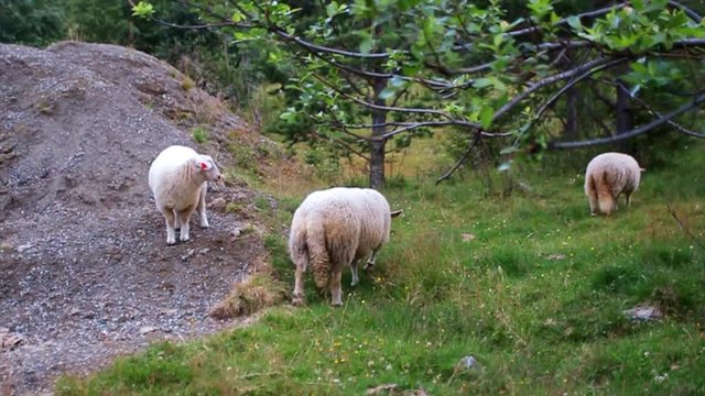 sheep in a naturepark jotunheim norway