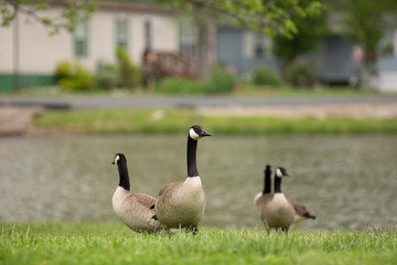 Gang of Canada Geese