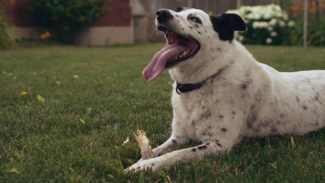 Rotate around happy dog in backyard with stick in slow motion